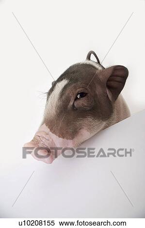 Stock Photography - Cutie Pig's, White Background. Fotosearch