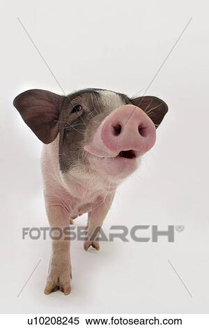 Stock Photography - Cutie Pig's, White Background. Fotosearch