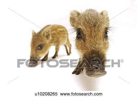 Cutie Pig's, White Background View Large Photo Image Stock Photography - Cutie Pig's, White Background. Fotosearch