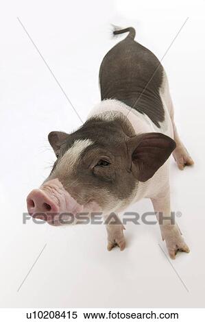 Stock Photography - Cutie Pig's, White Background. Fotosearch