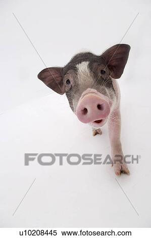 Stock Photography - Cutie Pig's, White Background. Fotosearch