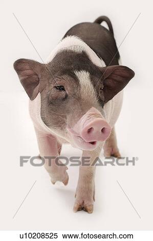 Stock Photography - Cutie Pig's, White Background. Fotosearch