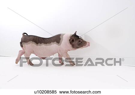 Stock Photography - Cutie Pig's, White Background. Fotosearch