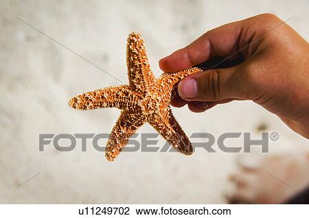 Stock Image - Child holding starfish. Fotosearch