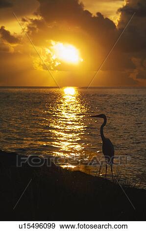 Stock Photo - Egret at sunset. Fotosearch