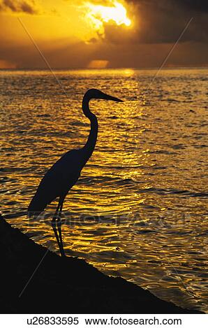 Egret at sunset View Large Photo Image Stock Photography - Egret at sunset. Fotosearch