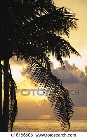 Palm tree at sunset View Large Photo Image Stock Photography - Palm tree at sunset. Fotosearch