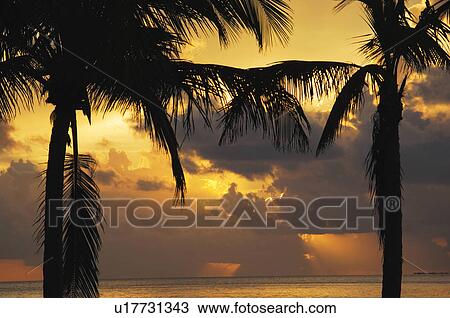 Stock Image - Palm trees at sunset. Fotosearch