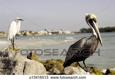 Pelican and egret View Large Photo Image Stock Image - Pelican and egret. Fotosearch
