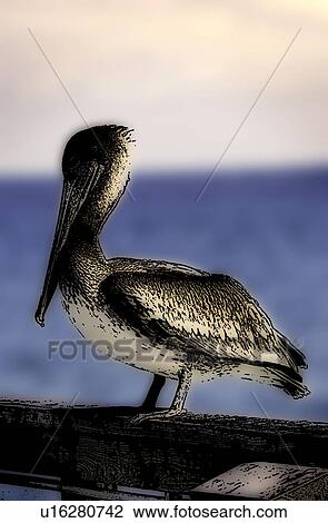 Pelican View Large Photo Image Stock Image - Pelican. Fotosearch
