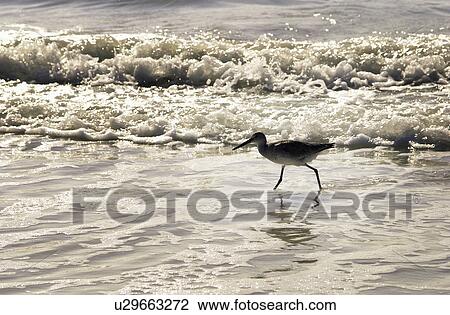 Stock Image - Sandpiper walking on beach. Fotosearch