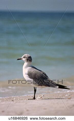 Stock Photograph - Seagull on beach. Fotosearch