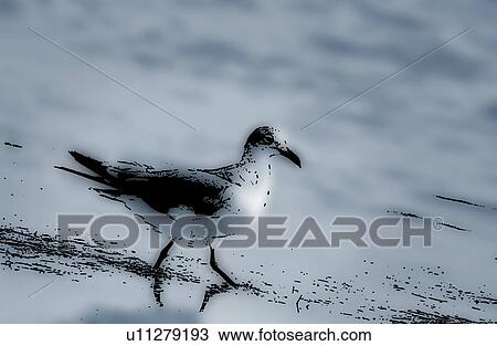Stock Image - Seagull. Fotosearch