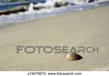 Seashell on beach View Large Photo Image Stock Photography - Seashell on beach. Fotosearch