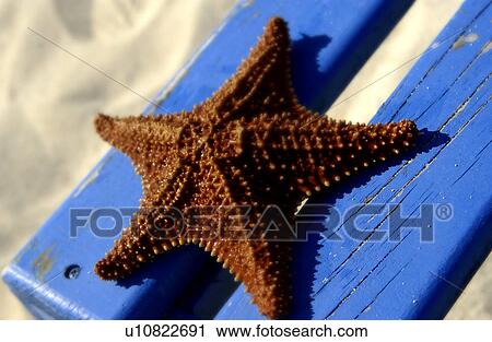 Starfish View Large Photo Image Stock Image - Starfish. Fotosearch