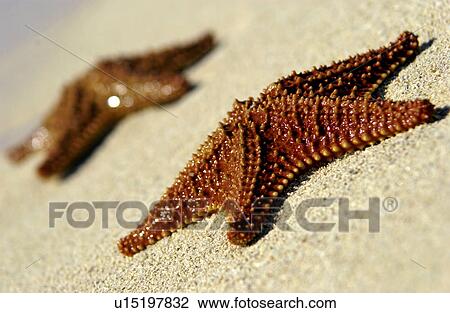 Starfish View Large Photo Image Stock Image - Starfish. Fotosearch