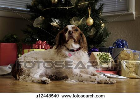 Stock Image - Dog sitting near Christmas tree. Fotosearch