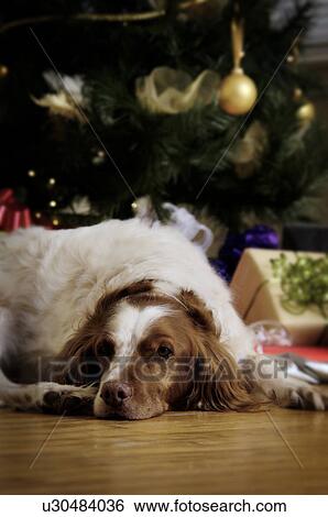 Dog sitting near Christmas tree View Large Photo Image Stock Photograph - Dog sitting near Christmas tree. Fotosearch