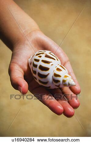 Picture - Child holding shell. Fotosearch