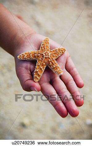 Stock Photograph - Child holding starfish. Fotosearch