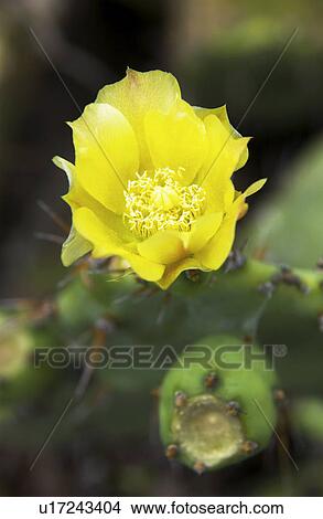 Blooming cactus View Large Photo Image Picture - Blooming cactus. Fotosearch
