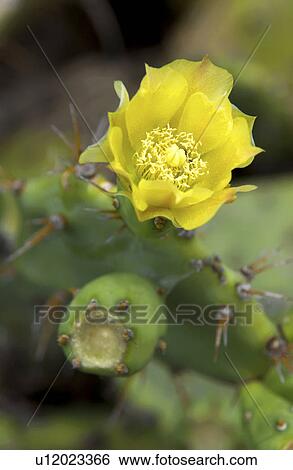 Blooming cactus View Large Photo Image Stock Photograph - Blooming cactus. Fotosearch