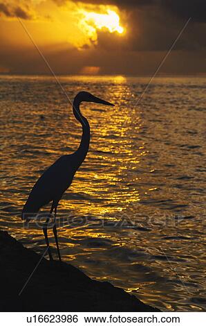 Stock Photograph - Egret at sunset. Fotosearch