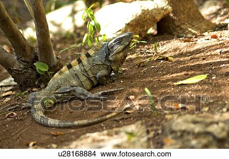 Iguana View Large Photo Image Picture - Iguana. Fotosearch
