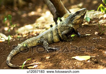 Iguana View Large Photo Image Stock Image - Iguana. Fotosearch