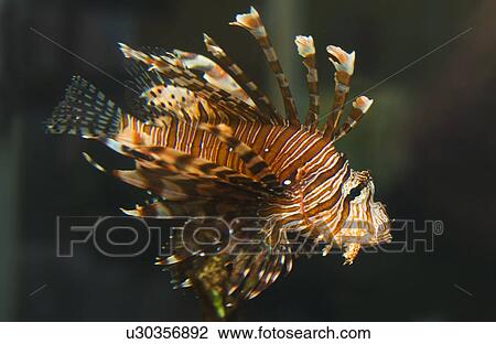 Stock Image - Lion fish saltwater. Fotosearch