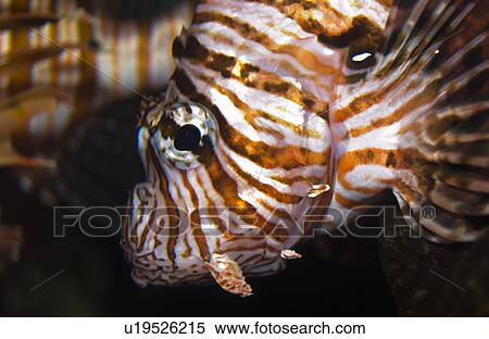 Lion fish saltwater View Large Photo Image Stock Photography - Lion fish saltwater. Fotosearch