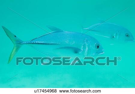 Stock Photo - Mackerel saltwater. Fotosearch