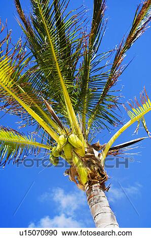 Palm tree View Large Photo Image Stock Image - Palm tree. Fotosearch