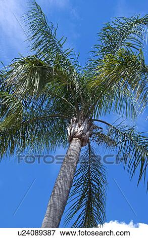 Palm trees View Large Photo Image Stock Photo - Palm trees. Fotosearch