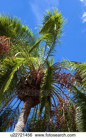 Palm trees View Large Photo Image Stock Photograph - Palm trees. Fotosearch