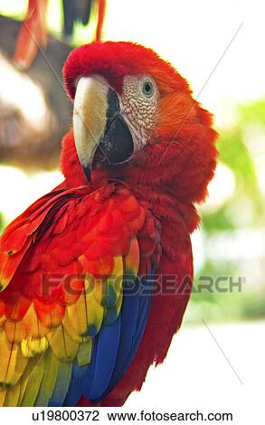 Parrot View Large Photo Image Stock Image - Parrot. Fotosearch