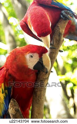 Parrots View Large Photo Image Picture - Parrots. Fotosearch
