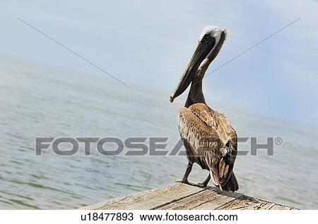 Stock Image - Pelican. Fotosearch