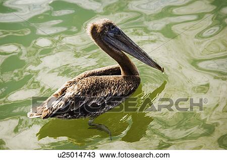 Pelican View Large Photo Image Stock Image - Pelican. Fotosearch