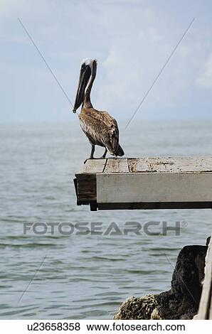 Stock Photo - Pelican. Fotosearch
