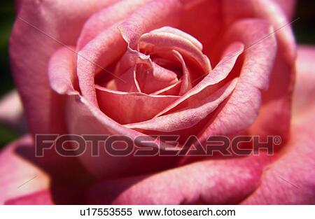 Stock Photography - Pink rose. Fotosearch