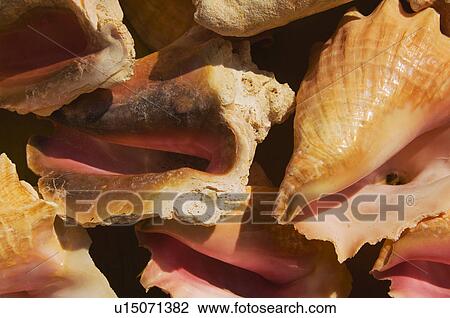Seashell pattern View Large Photo Image Stock Image - Seashell pattern. Fotosearch