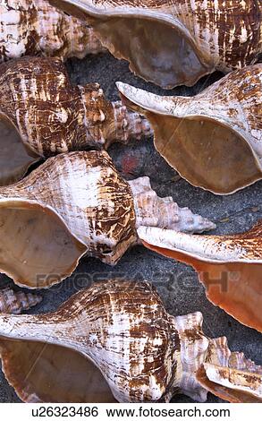 Stock Photograph - Seashells. Fotosearch