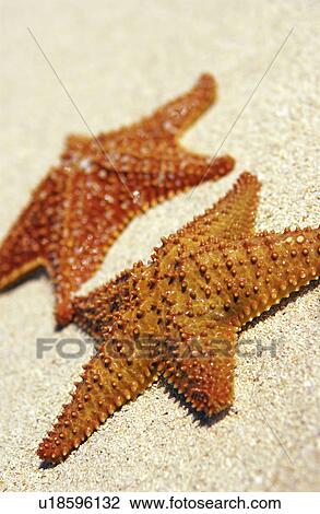 Starfish View Large Photo Image Stock Image - Starfish. Fotosearch