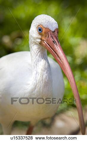 Stock Photo - Tropical bird. Fotosearch