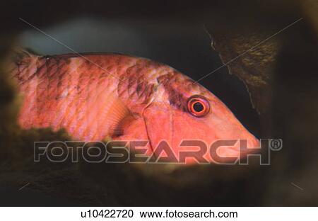 Tropical fish View Large Photo Image Stock Image - Tropical fish. Fotosearch