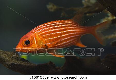 Stock Photo - Tropical fish. Fotosearch