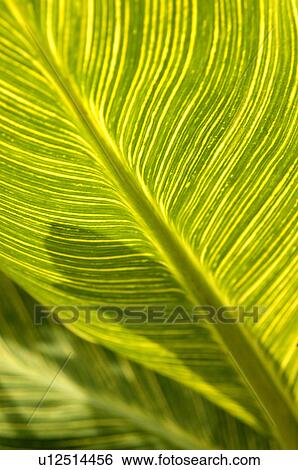 Stock Photograph - Tropical leaves. Fotosearch