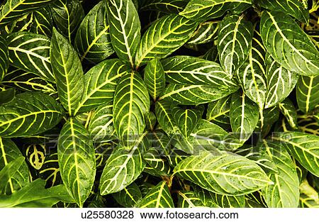 Tropical plant pattern View Large Photo Image Stock Photo - Tropical plant pattern. Fotosearch
