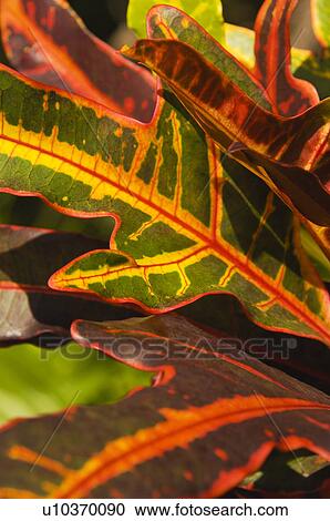 Tropical plant View Large Photo Image Stock Image - Tropical plant. Fotosearch